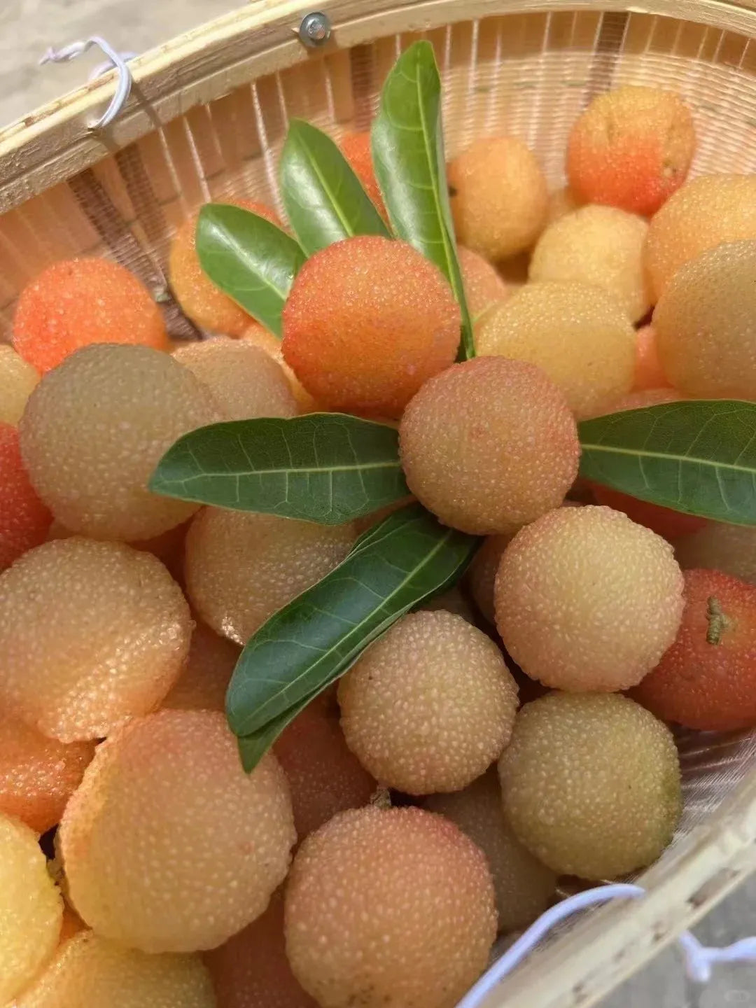 Óriás babérbogyó:Pingponglabda méretű, ⭐Eper és cseresznye ízkombinációja