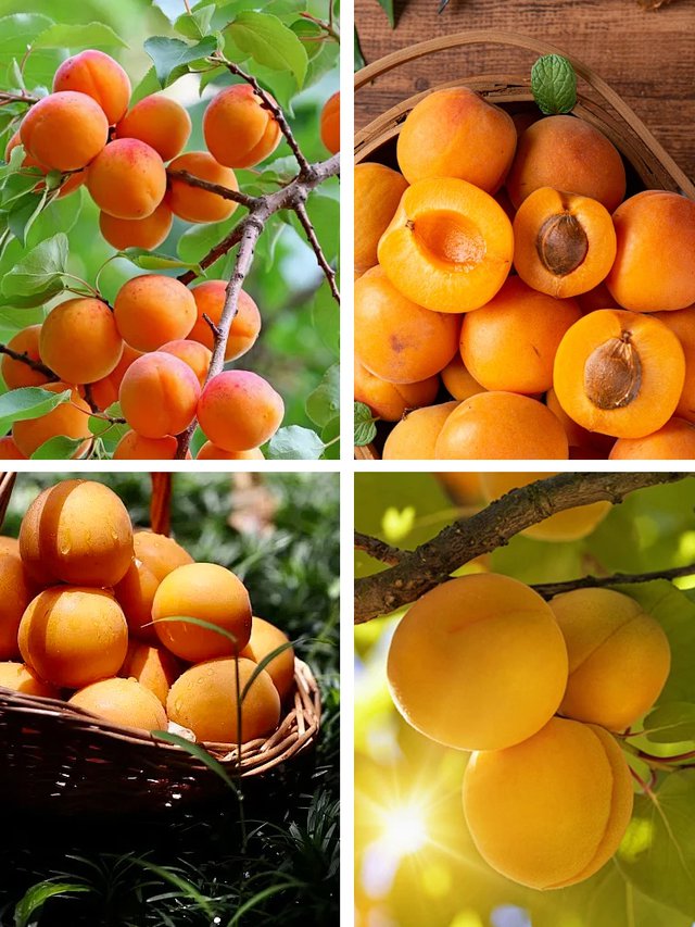 Termő királysárgabarack magvak