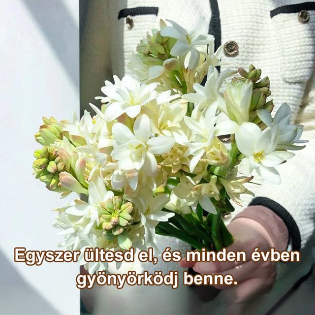 Éjszakai illatú tuberóza hagyma virág