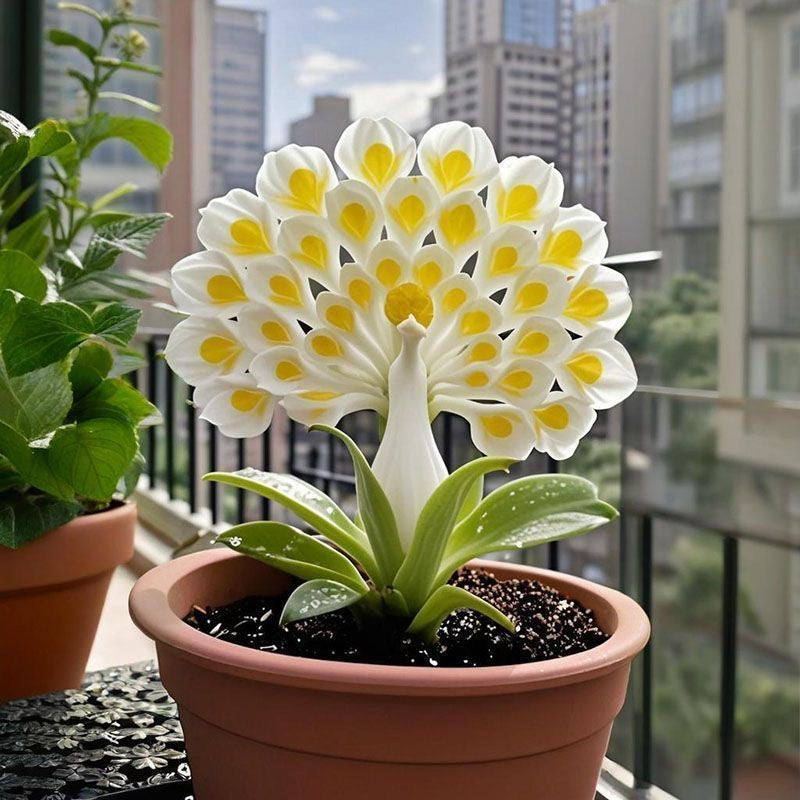 đ âAz illatos virĂĄgok kirĂĄlynĆje â PĂĄvaorchidea hagymĂĄk a tiszta kerti luxusĂ©rtâ