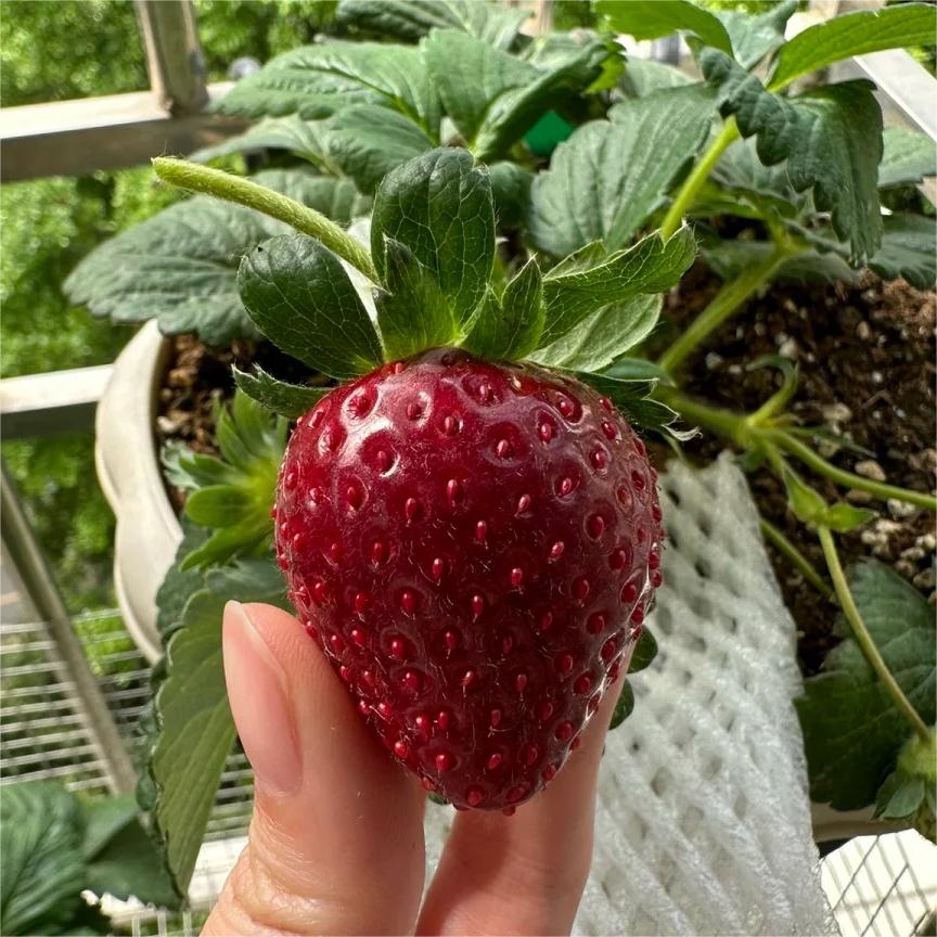 🔥⏰Utolsó napi akció🌱FEKETE GYÖNGY EPERMAGOK