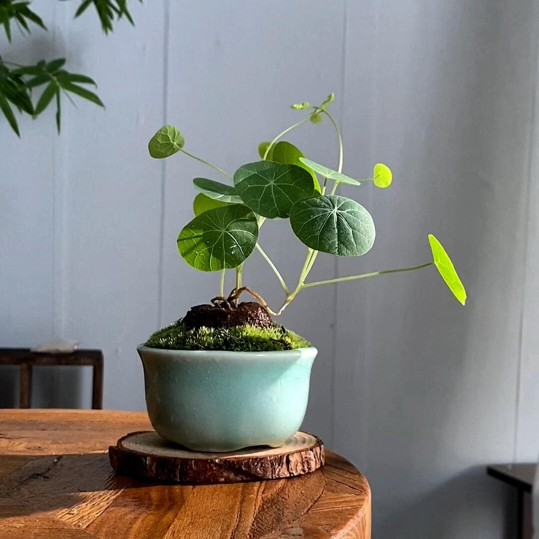 Stephania Erecta: Najsilniejsza roślina doniczkowa dla leniwych