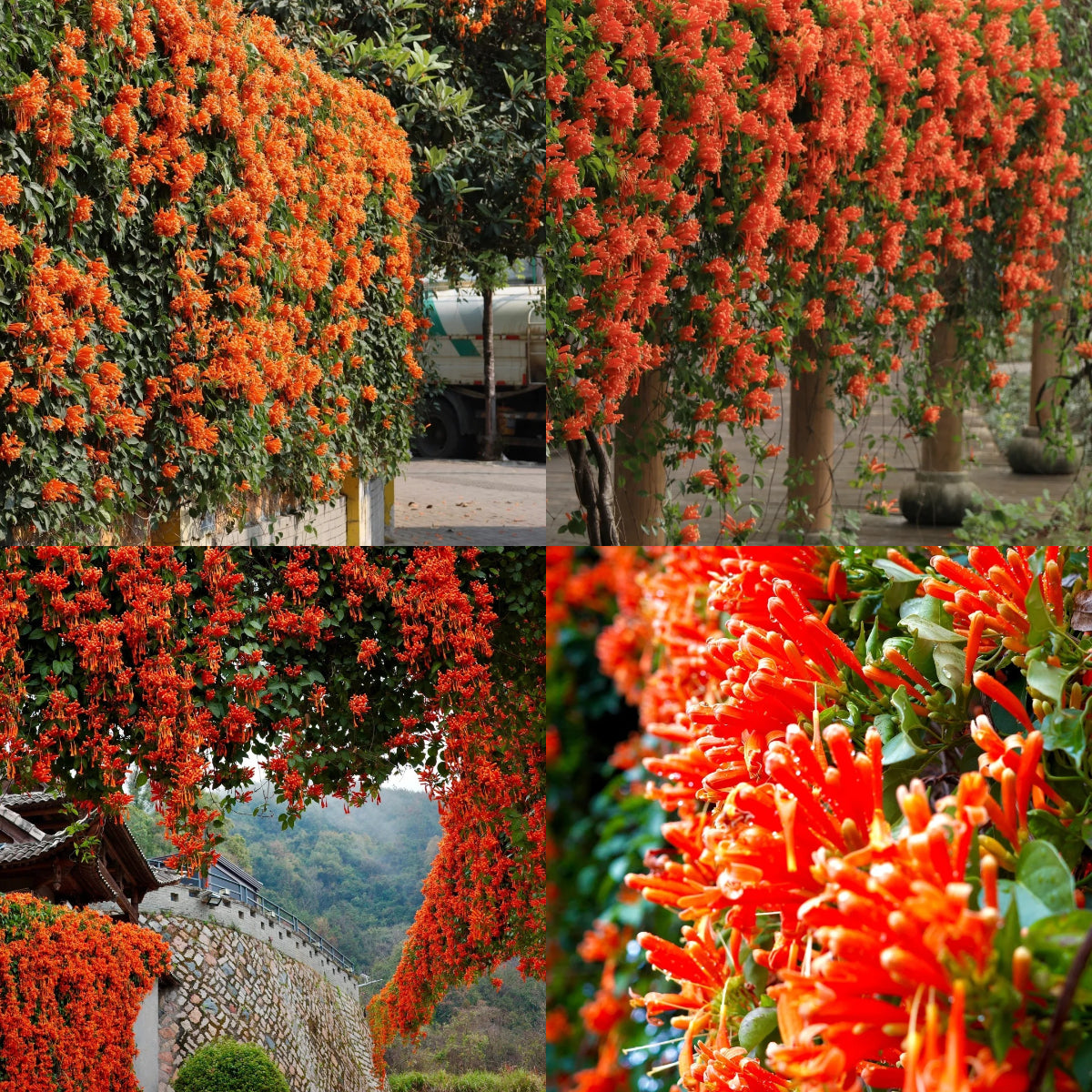 Tűzijáték virágmagok