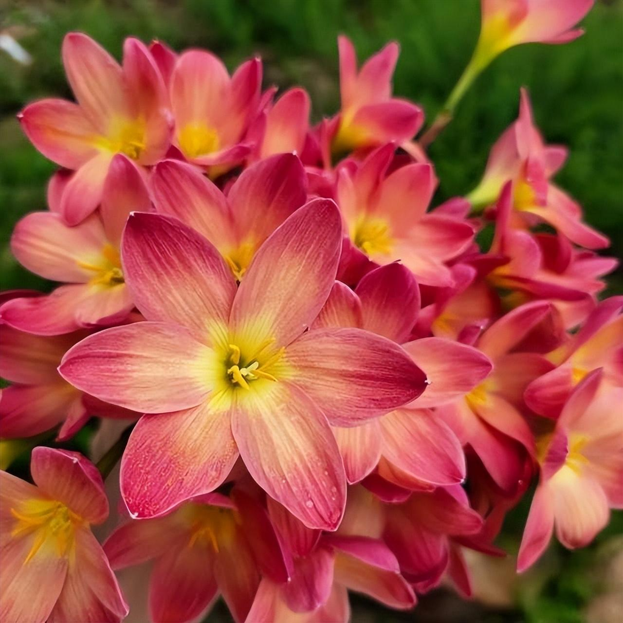 Esőorchidea hagymák – virágzás egy újabb eső után