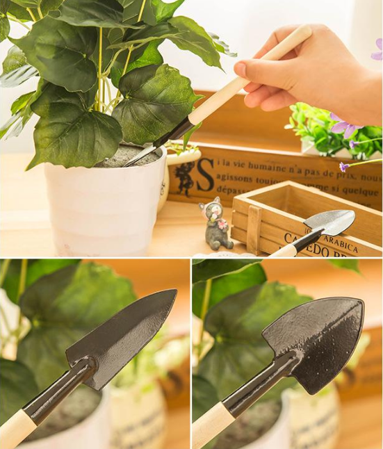 Phalaenopsis lámpás virághagymák