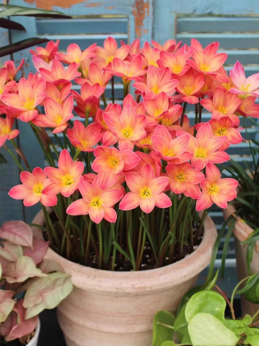 Esőorchidea hagymák – virágzás egy újabb eső után