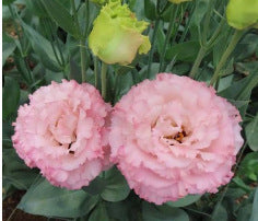 [Virágok fagyos télen is] Kiváló minőségű lisianthus magok [Legalacsonyabb árak online] Korlátozott vásárlási idő, 80% kedvezmény!!! Meglepetés vár rád!