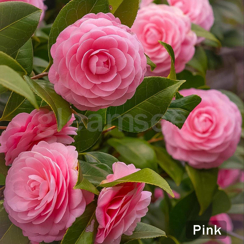 ✨Kamélia virágmagok – 8 romantikus szín, a téli virágzás szépsége