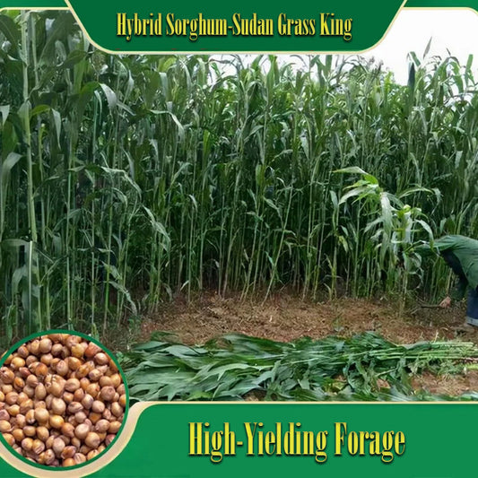 🌿Cirok-szudáni fű hibrid fajta ✅Magas hozamú takarmánymag