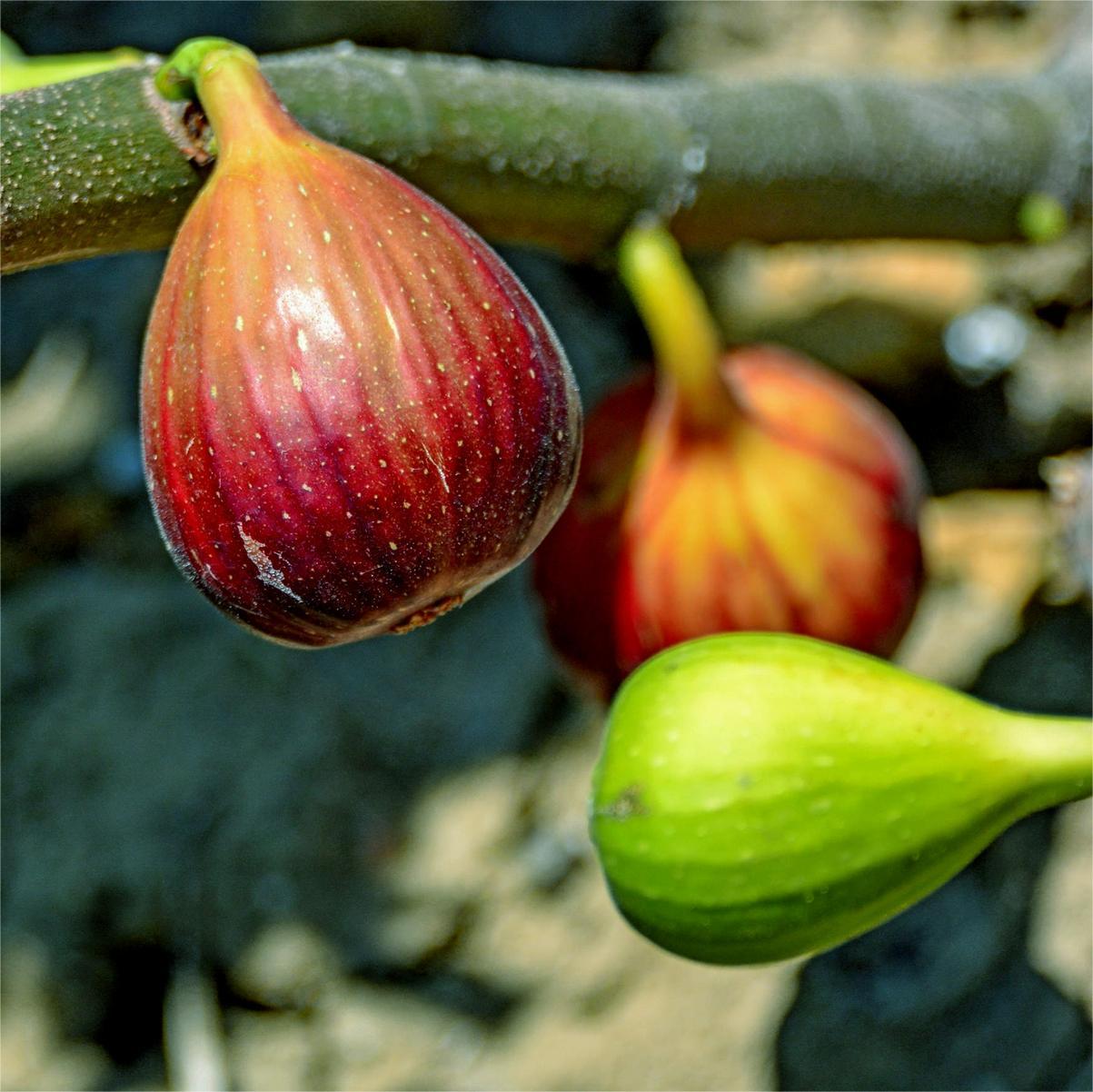 SweetHarvest fügemagok