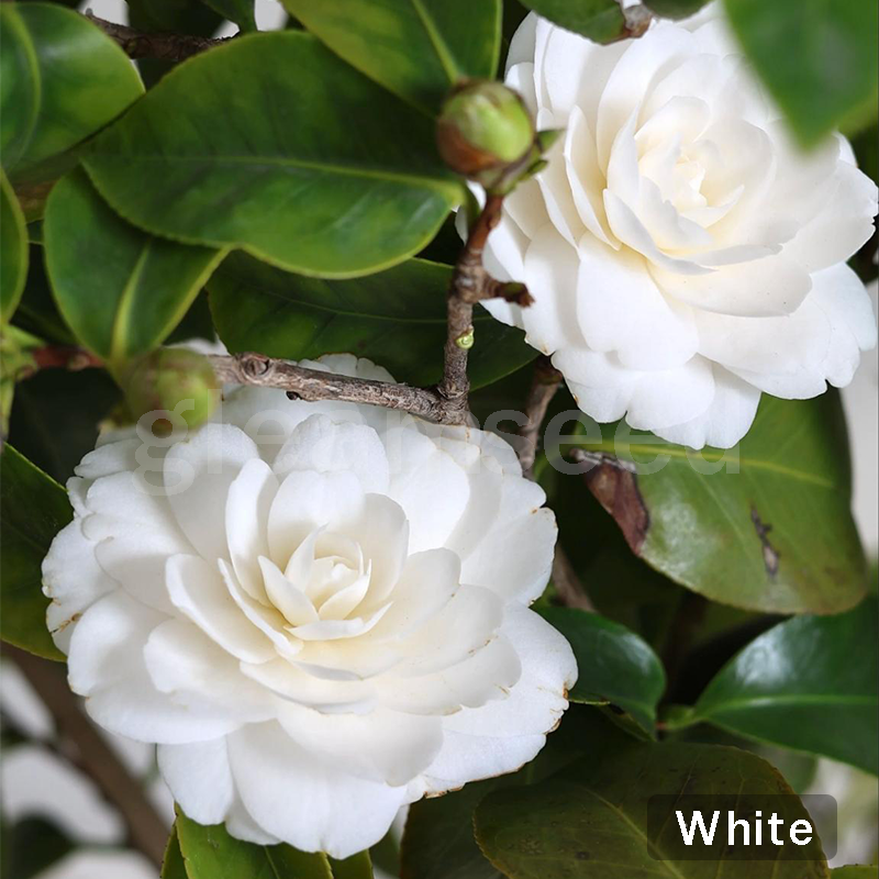 ✨Kamélia virágmagok – 8 romantikus szín, a téli virágzás szépsége