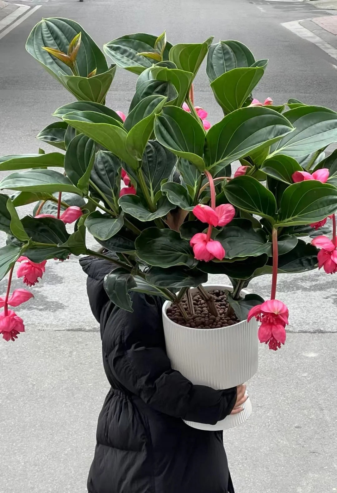 Rózsaszőlő magvak - Növeszd a virágok királynőjét a kertedben