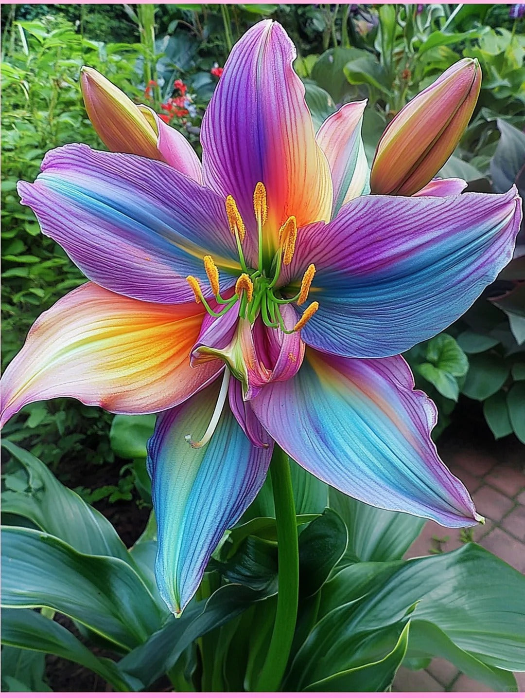 Szivárványliliom magok – Vigyen színt kertjébe