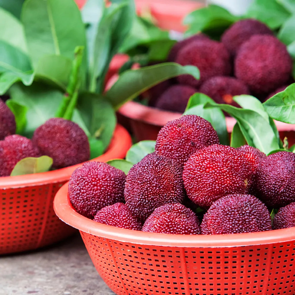 Óriás babérbogyó：Pingponglabda méretű, ⭐Eper és cseresznye ízkombinációja