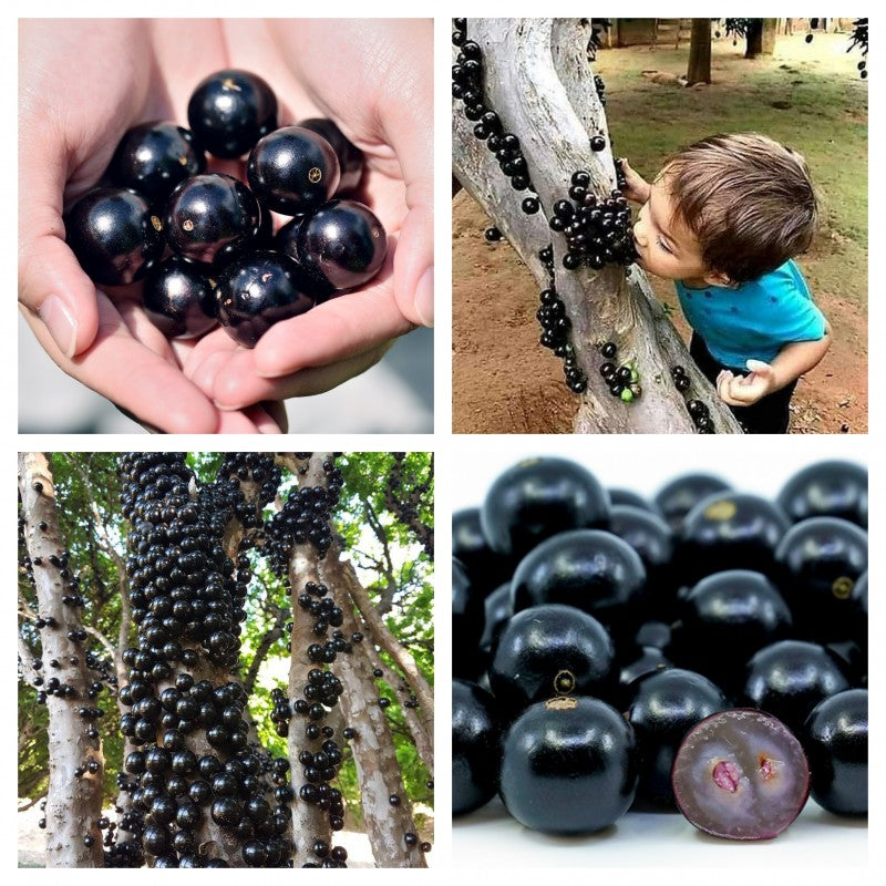Jabuticaba szőlőmagok