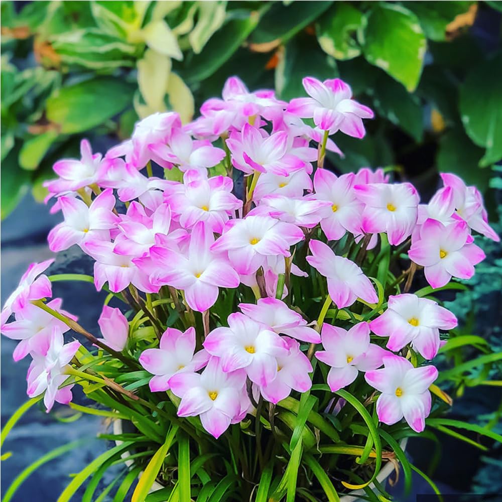 Esőorchidea hagymák – virágzás egy újabb eső után