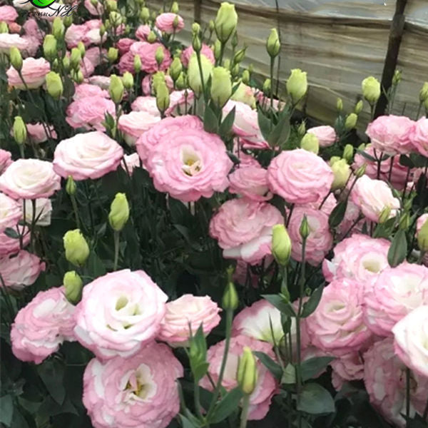 [Virágok fagyos télen is] Kiváló minőségű lisianthus magok [Legalacsonyabb árak online] Korlátozott vásárlási idő, 80% kedvezmény!!! Meglepetés vár rád!