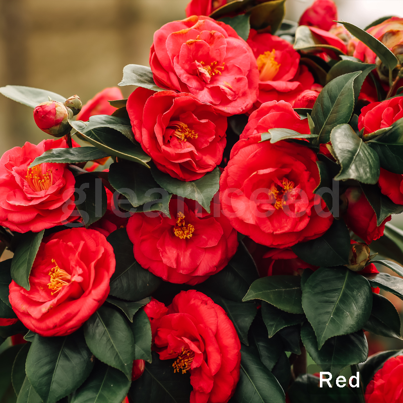 ✨Kamélia virágmagok – 8 romantikus szín, a téli virágzás szépsége