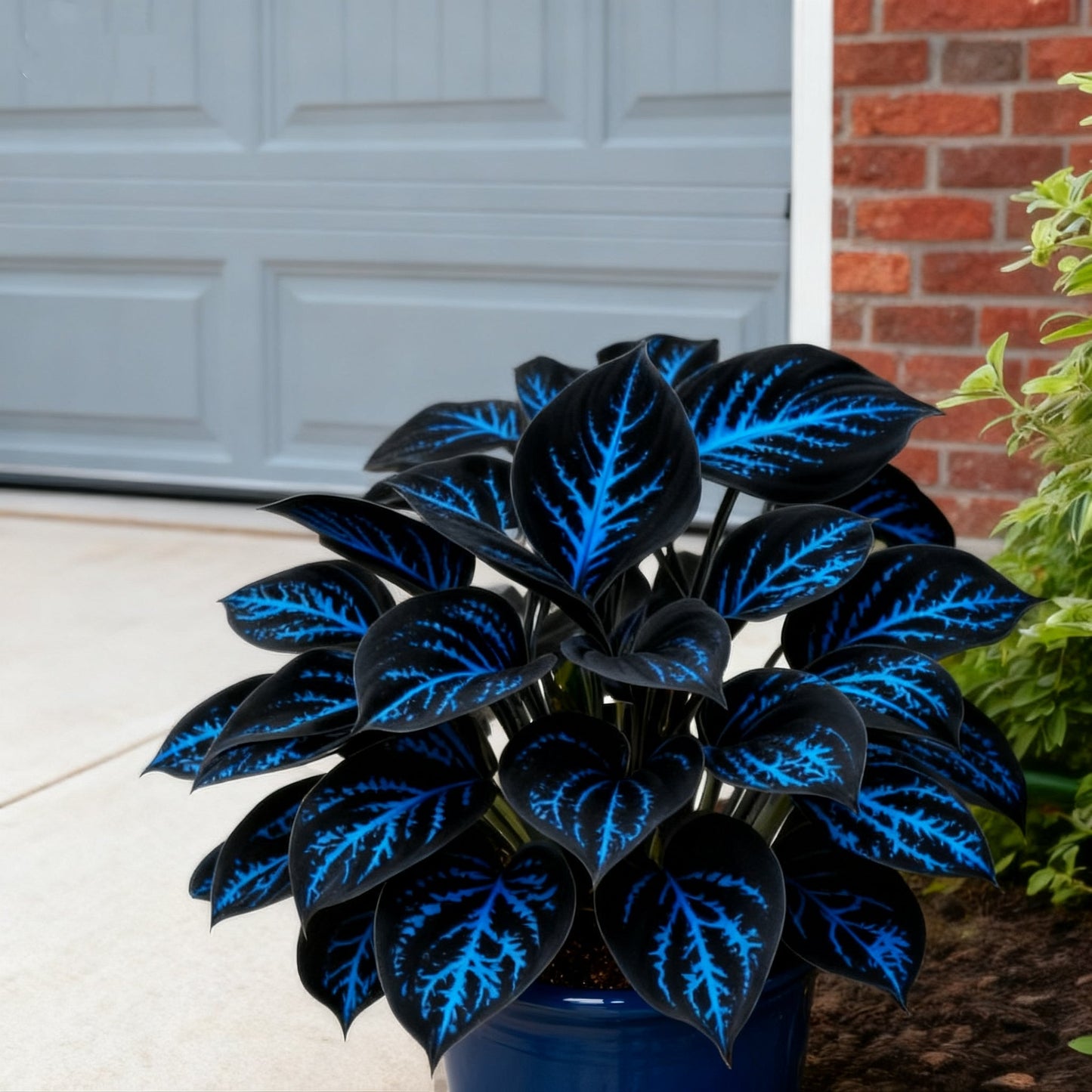 🌈🔥 Limitált kiadású Szivárványos Láng Hosták - Ritka Többszínű Lombozat, Kizárólag Üzletünkben 🌸