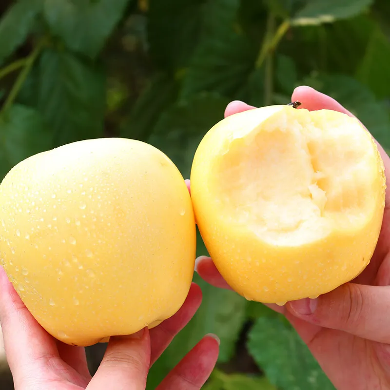 Aranyalma magvak, 90%-os túlélési arány