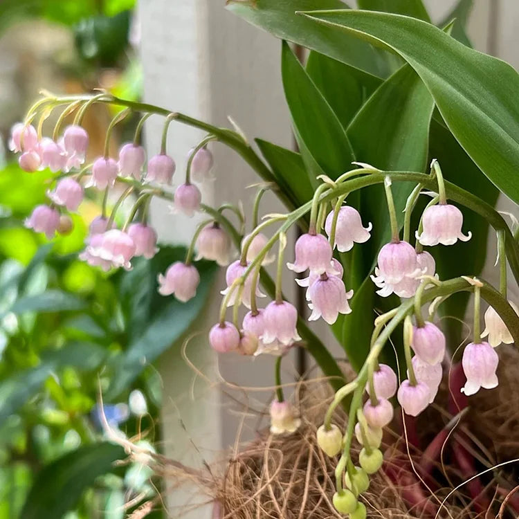 💐GYÖNGYLIMÓ – MEGÉRKEZIK A BOLDOGSÁG