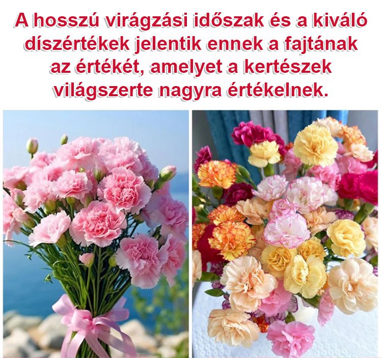 【Egész évben virágzó】dupla szirmú szegfűmagok