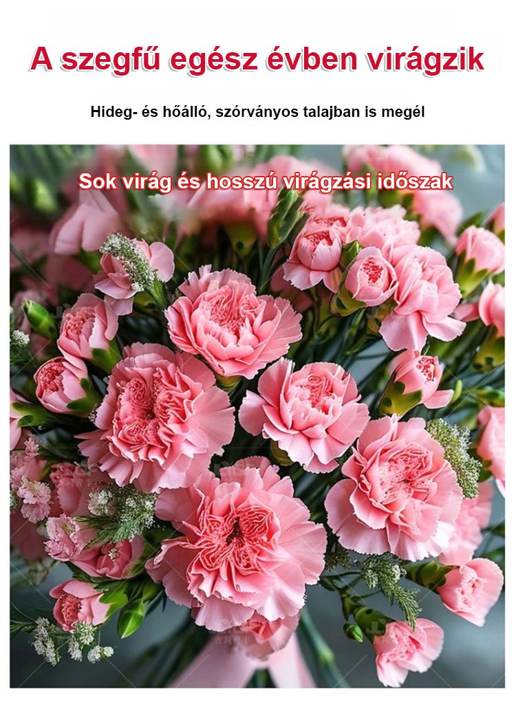 【Egész évben virágzó】dupla szirmú szegfűmagok