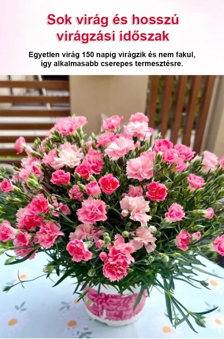 【Egész évben virágzó】dupla szirmú szegfűmagok