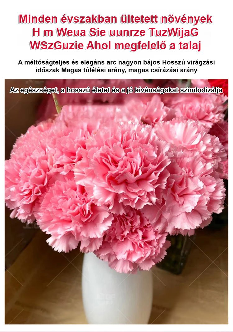 【Egész évben virágzó】dupla szirmú szegfűmagok