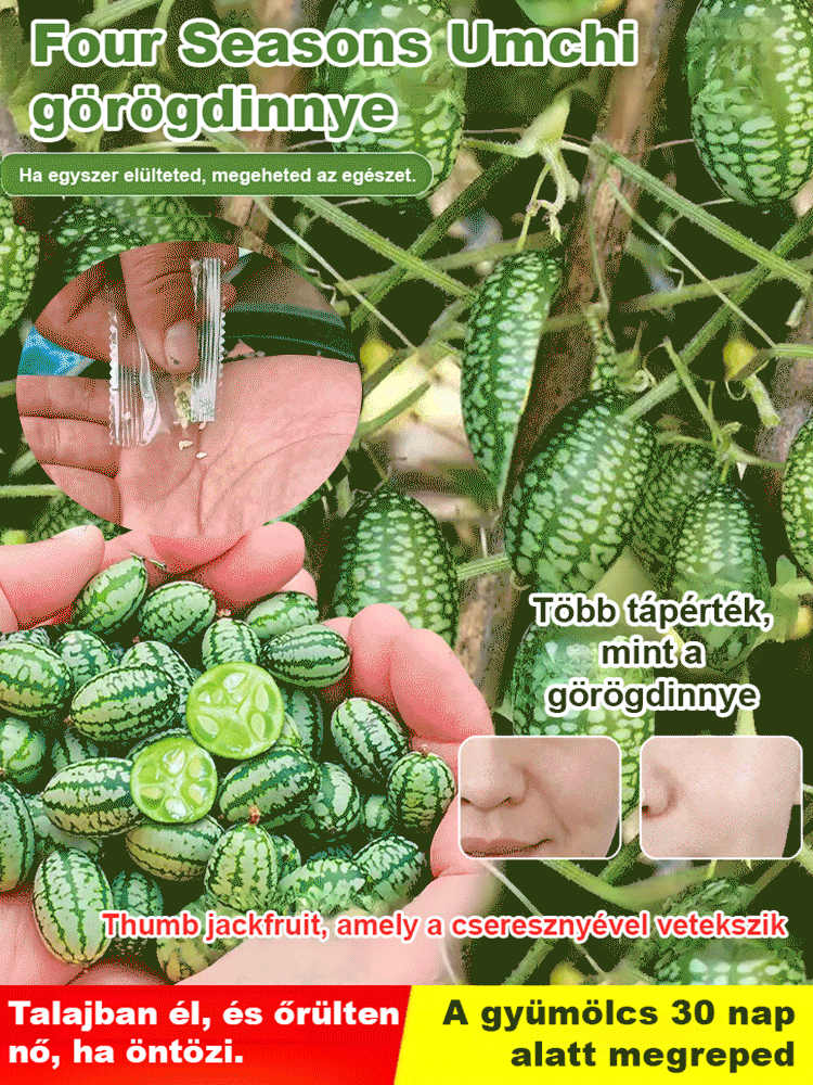 Egyszerűen termeszthető: mexikói uborka