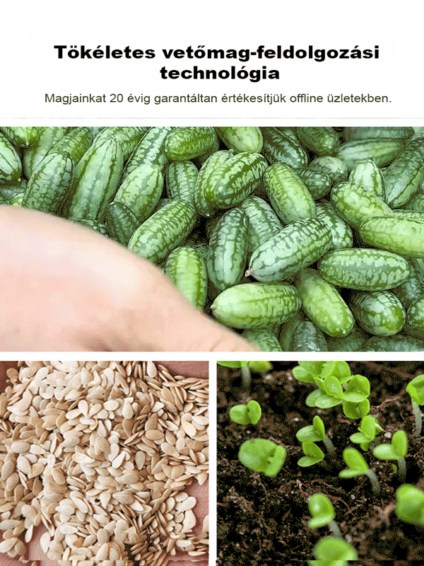 Egyszerűen termeszthető: mexikói uborka