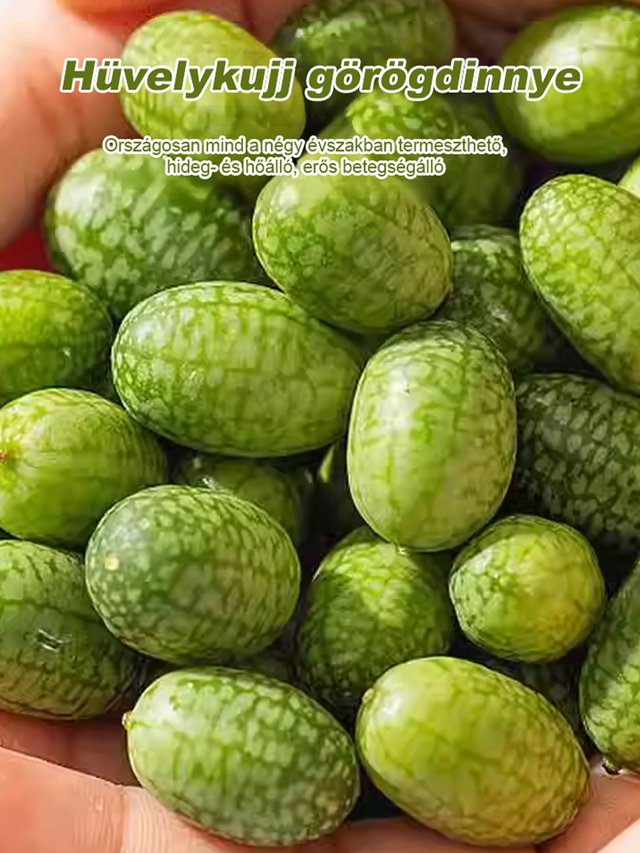 Egyszerűen termeszthető: mexikói uborka