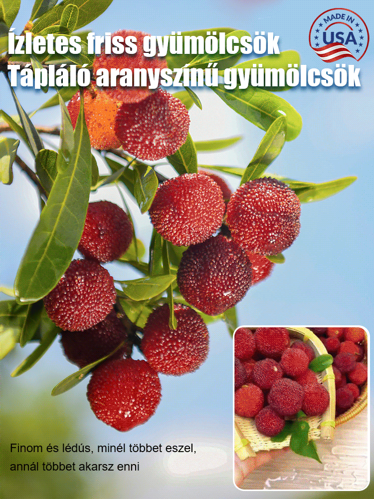 Keleti eperfa magvak ültetése házi kertben