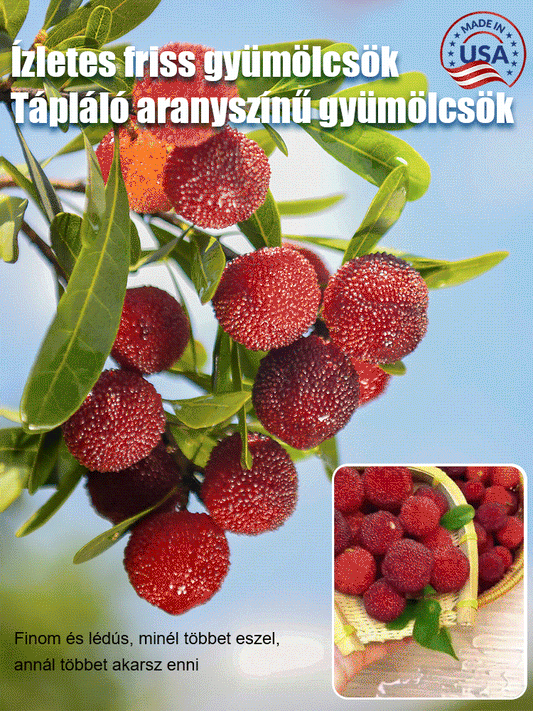 Keleti eperfa magvak ültetése házi kertben