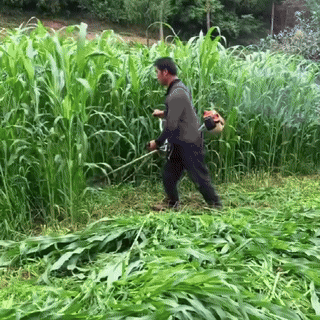 HFH-Importált magas Danwang füves csirke-, szarvasmarha-, juh- és haltenyésztési