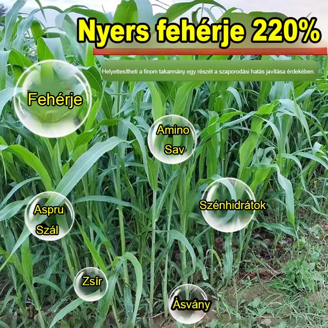 HFH-Importált magas Danwang füves csirke-, szarvasmarha-, juh- és haltenyésztési