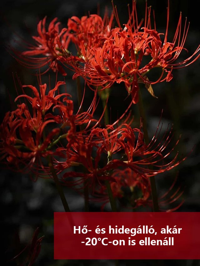 [Pénzhozó és szerencsehozó, illata messzire száll] Kiváló minőségű piros pókliliom magok