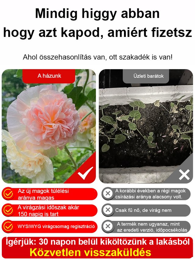 Négy évszakos virágzású dupla szirmú mályva-50% kedvezmény utolsó napja!