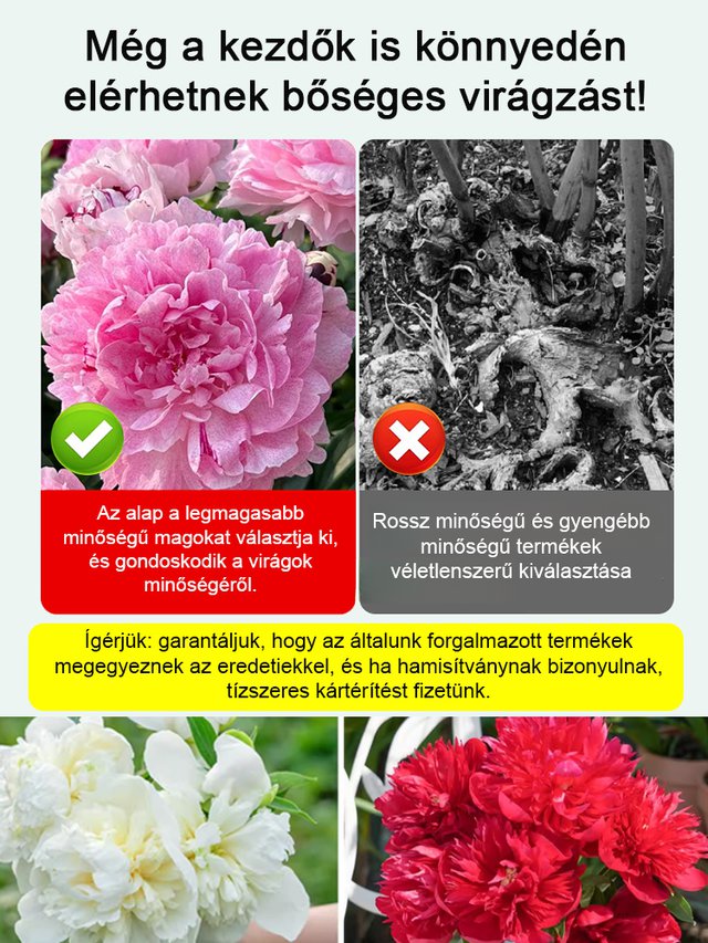 Válogatott bazsarózsa magok