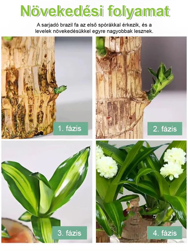 【Ha víz éri, életre kel】Négyszezonos virágzó vízben termesztett brazil szerencsefa