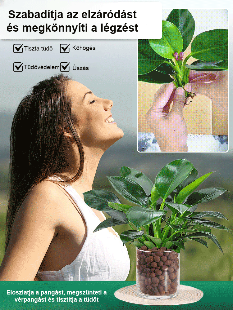 Tüdővédő aranygyémánt zöld növény