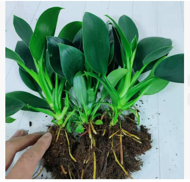 Tüdővédő aranygyémánt zöld növény