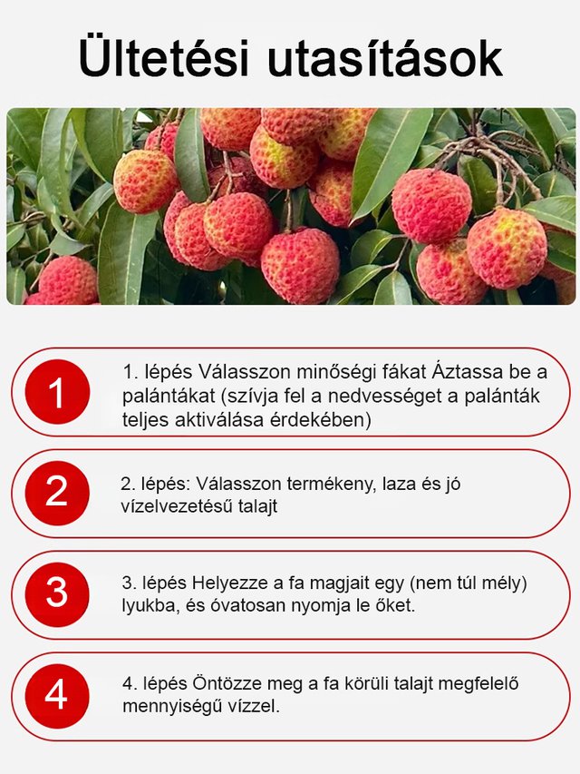 Prémium licsi palánták! Nagy gyümölcs, vastag hús, 99% túlélési arány!