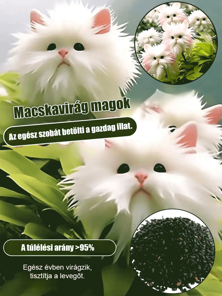 Titokzatos és aranyos macska szemű orchidea