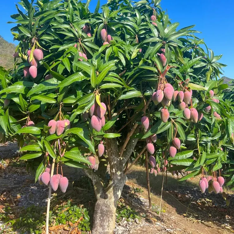 🥭 Bársonyos, édes és lédús mangópalánták – érezd a trópusok ízét a saját otthonodban 🌴