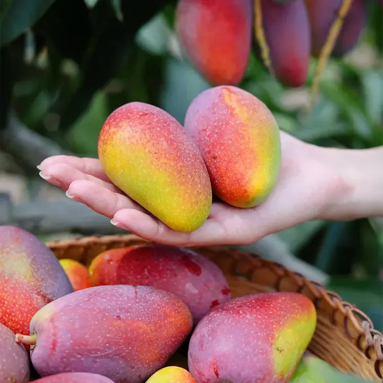 🥭 Bársonyos, édes és lédús mangópalánták – érezd a trópusok ízét a saját otthonodban 🌴