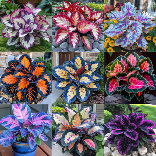 🌿 Színes hosta magok – az árnyék királya a kertben! 🌿