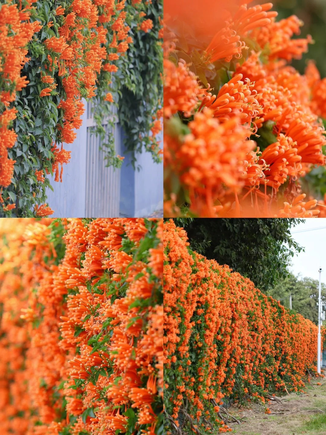 Tűzijáték virágmagok