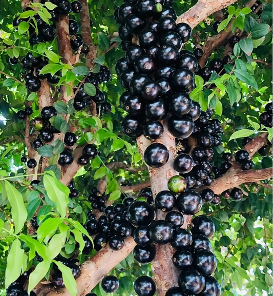 Jabuticaba szőlőmagok