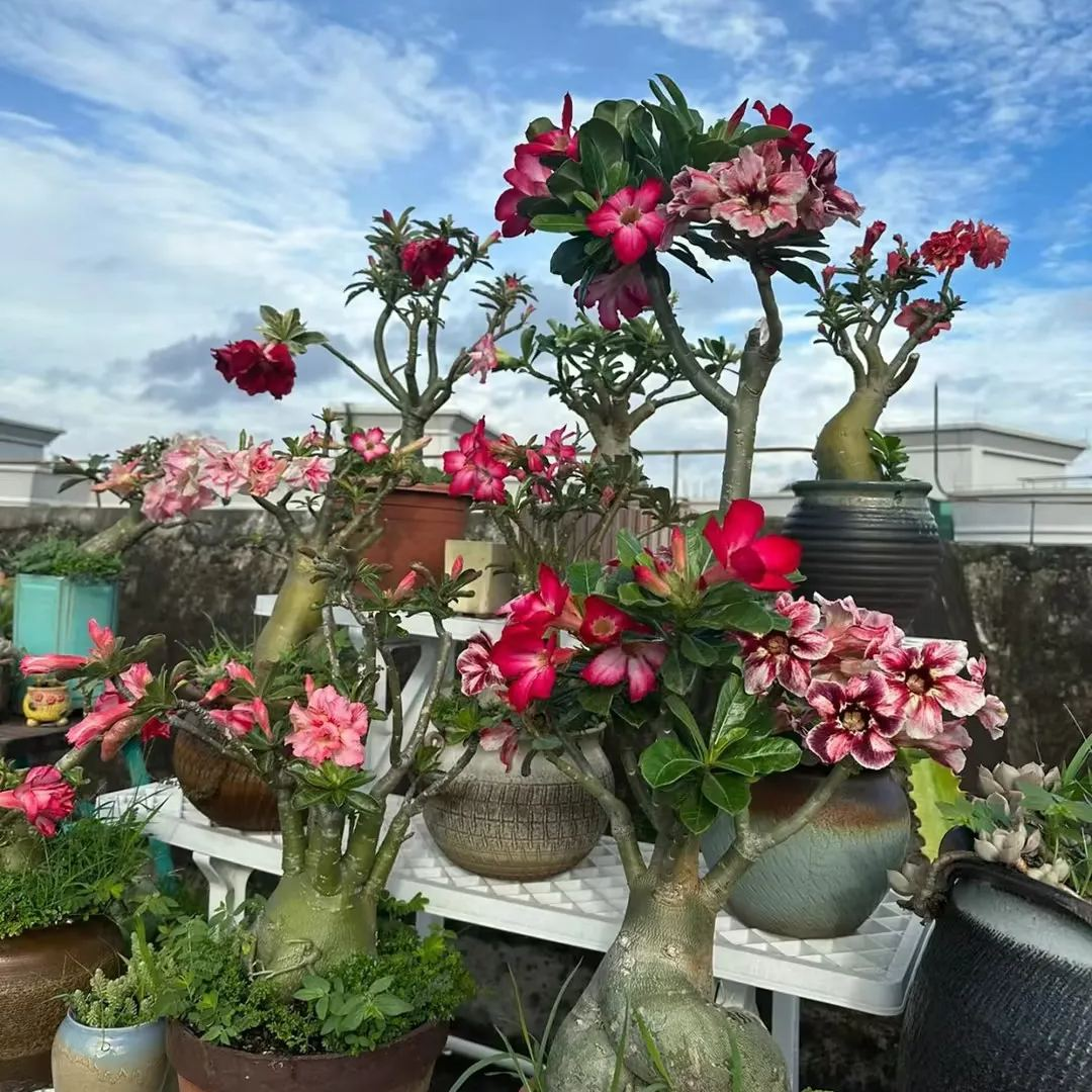 🔥Neveld a Sivatagi Királynőt – most akciós áron!🎁 😍Imád virágozni, hosszú virágzási időszak 🌵 Sivatagi rózsa